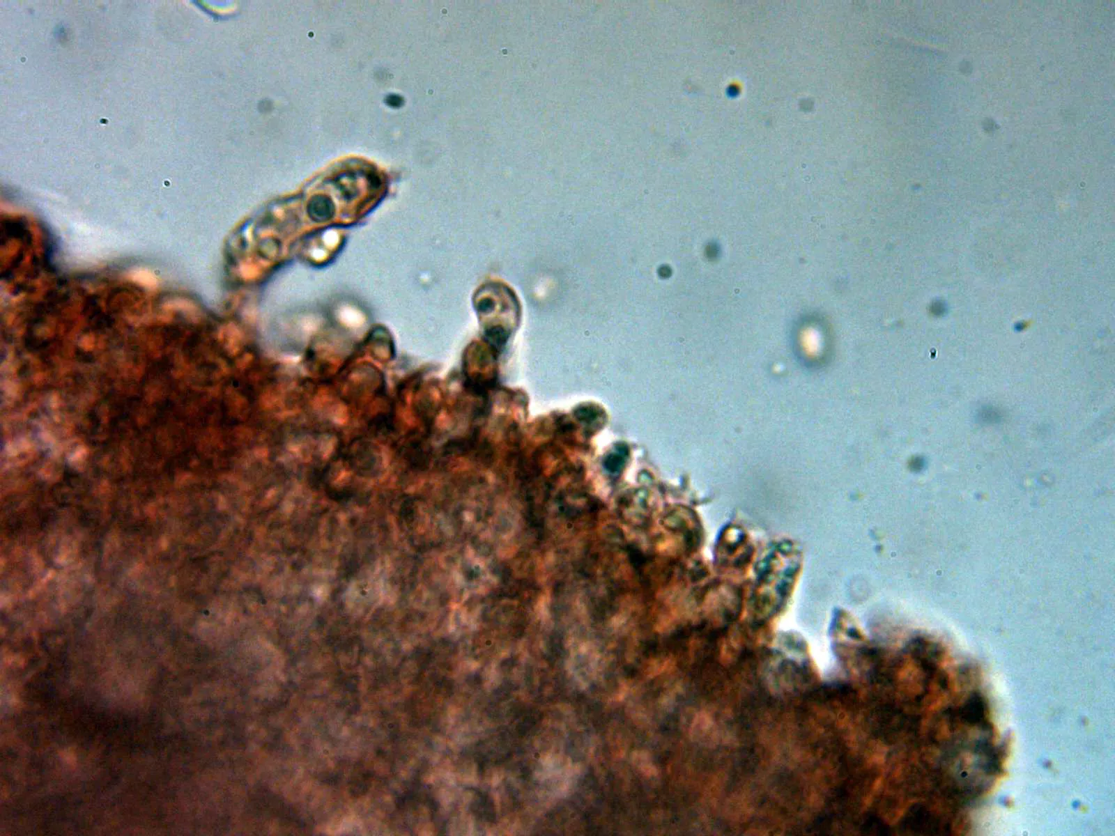 Microscopía de Tricholoma argyraceum - 10 - Basidios 1
